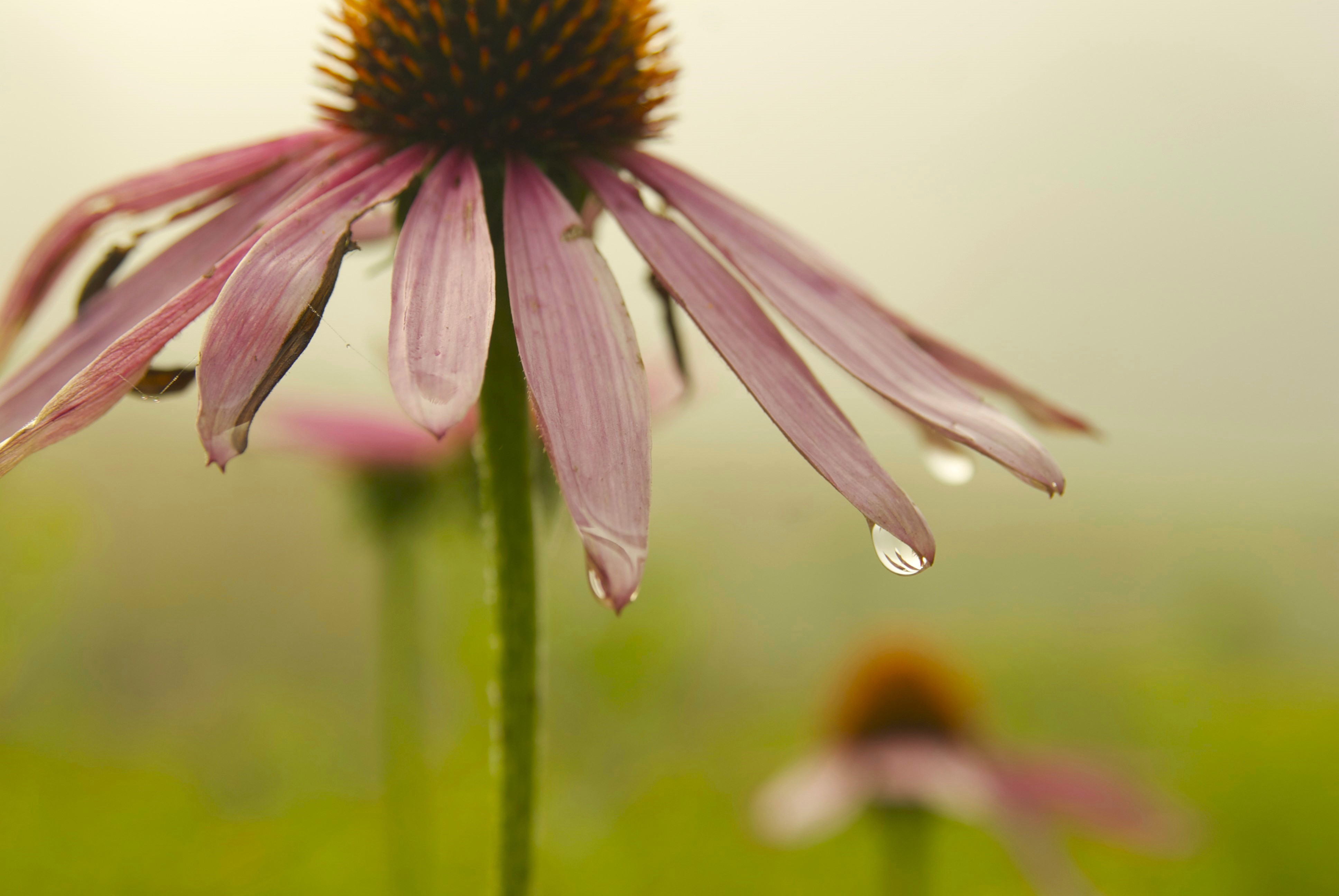 Close-up photo of an echinacea flower with a drop of dew falling from a petal, against a foggy meadow background.