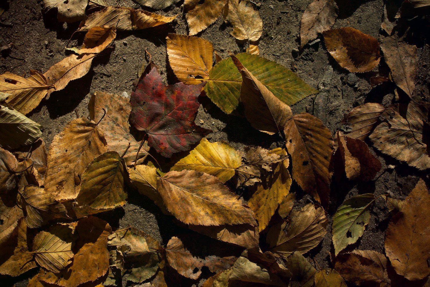 Photograph of leaves on a forest floor during autumn.