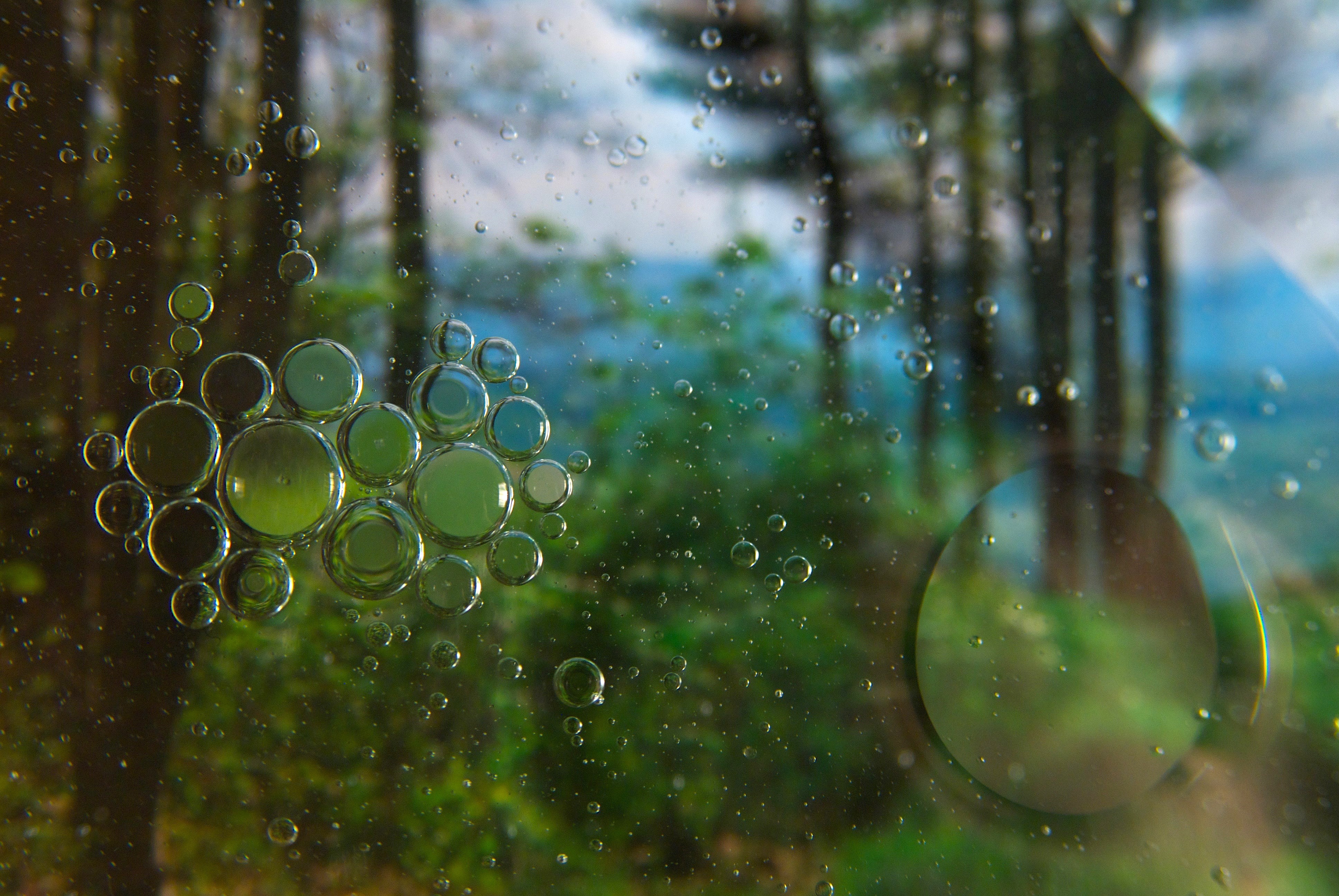 Abstract macro photograph of oil and liquid in front of a forest background.